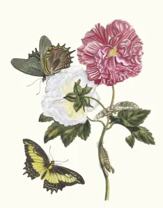 Plant Science Prints: Rosier. From the Book Metamorphosis insectorum Surinamensium, 1705