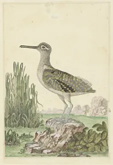 Apprehension Prints: Rostratula benghalensis (Greater painted-snipe), 1777-1786. Creator: Robert Jacob Gordon
