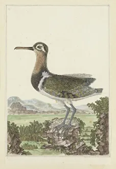 Habitat Prints: Rostratula benghalensis (Greater painted-snipe), 1777-1786. Creator: Robert Jacob Gordon