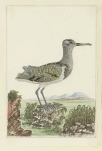 Gentle Prints: Rostratula benghalensis (Greater painted-snipe) in a detailed landscape
