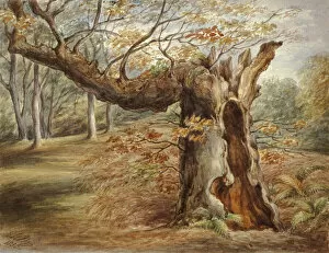 Tree Trunk Gallery: Rotting Tree, 1850. Creator: Elizabeth Murray
