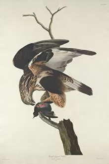 Falcon Collection: Rough-legged Falcon, 1833. Creator: Robert Havell