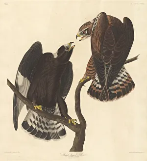 Falcon Collection: Rough-legged Falcon, 1838. Creator: Robert Havell