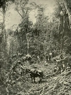 Adversity Gallery: A Rough Road, Tasmania, 1901. Creator: Unknown