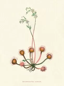 Carnivorous Plant Collection: Round-Leaved Sundew, c1891, (1891). Artist: Anne Pratt