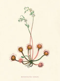 Growth Gallery: Round-Leaved Sundew, c1891, (1891). Artist: Anne Pratt