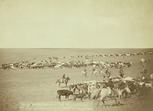 Grabill Prints: Round-up scenes on Belle Fouche [sic] in 1887, 1887. Creator: John C. H. Grabill