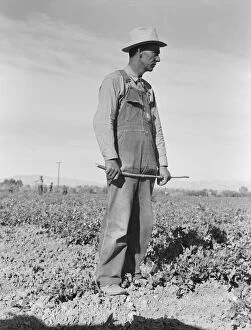 Denim Collection: Row boss, formerly a pea picker, near Calipatria, California, 1939. Creator: Dorothea Lange