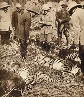 A royal bag of tigers, 1911 (1935)