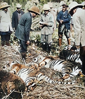 A royal bag of tigers, 1911 (1935). Creator: Unknown