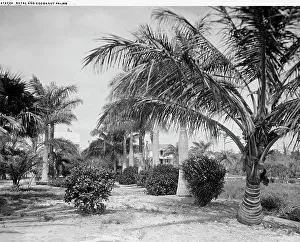 Coconut Palm Prints: Royal and cocoanut palms, c.between 1910 and 1920