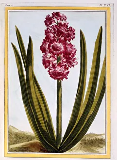 Magenta Prints: Royal Crimson, pub. 1776. Creator: Pierre Joseph Buchoz (1731-1807)