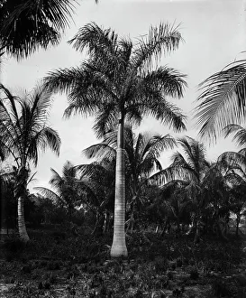 Transparency Prints: Royal palms at Cocoanut (i.e. Coconut) Grove, Miami, Fla. c1900. Creator: Unknown