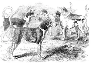Deer Hunting Prints: Royal Staghounds: Prosperous, Woodman