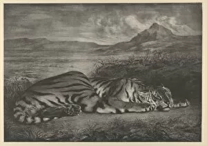 Plains Collection: Royal Tiger, 1829. 1829. Creator: Eugene Delacroix