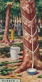 Plantation Worker Gallery: Rubber, 1. Tapping the Trees, Ceylon, 1928