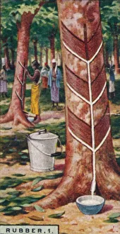Rubber Collection: Rubber, 1. Tapping the Trees, Ceylon, 1928