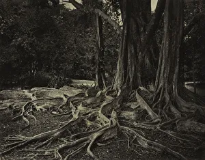 Rubber Tree, Assam, India (Ficus Elastica), c. 1880s. Creator: Charles T. Scowen (British)
