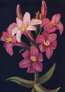 Get Well Soon Prints: Ruby Lily, c1915, (1915). Artist: Emma Graham Clock