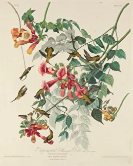 Robert Havell Prints: Ruby-throated Humming Bird, 1828. Creator: Robert Havell