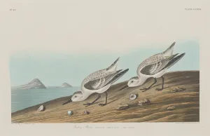 Plover Prints: Ruddy Plover, 1834. Creator: Robert Havell