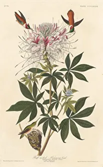 Hummingbird Prints: Ruff-necked Humming-bird, 1837. Creator: Robert Havell