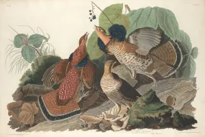Grouse Prints: Ruffed Grouse, 1828. Creator: Robert Havell
