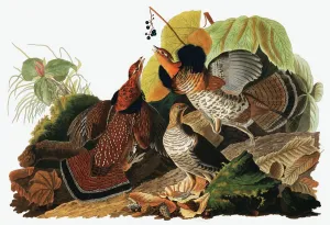 Berries Gallery: Ruffed Grouse, Tetrao Umbellus, 1845