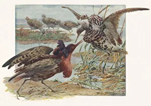 Muckley Prints: Ruffs and Reeves, c1910, (1911). Artist: Louis Fairfax Muckley