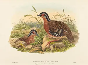 Partridges Prints: Rufous-breasted Bamboo Partridge (Bambusicola Hyperythra)