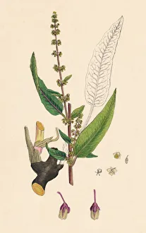 Rumex sanguinens. Bloody-veined Dock, 19th Century