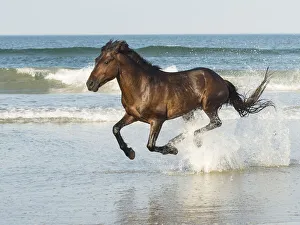 Sand Gallery: Run Like The Wind. Creator: Eve Turek