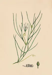 Ruppia spiralis. Greater Ruppia, 19th Century