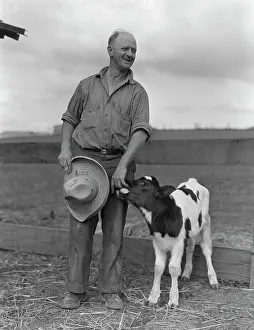 Cattle Farm Prints: Rural Rehabilitation Administration client