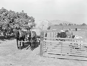 Cattle Farm Prints: Rural rehabilitation client, Tulare County, California, 1938. Creator: Dorothea Lange