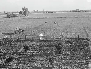 Dairy Farm Prints: Rural rehabilitation, Tulare County, California, 1938. Creator: Dorothea Lange