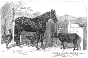 Russian pony and sheep from Bomarsund, brought by Captain Hall, H.M.S. Hecla, 1854. Creator: Unknown. Russian pony and sheep from Bomarsund, brought by Captain Hall, H.M.S. Hecla, 1854. Creator: Unknown