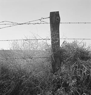 Barbed Wire Gallery: Russian thistle and barbed wire in Western wheat country, Umatilla County, Oregon, 1939