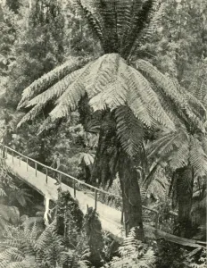Tree Fern Prints: A Rustic Bridge, 1901. Creator: Unknown