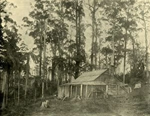 Isolated Gallery: A Rustic Dwelling, 1901. Creator: Unknown