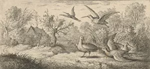 Albert Flamen Gallery: Rusticula, Beccasse (The Woodcock): Livre d Oyseaux (Book of Birds), 1655-1660