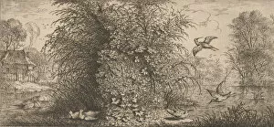 Albert Flamen Gallery: Rusticula minor, Beccassine (The Snipe): Livre d Oyseaux (Book of Birds), 1655-1660