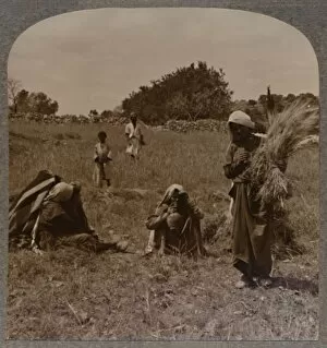 Ruth gleaning in the Fields of Boaz, c1900