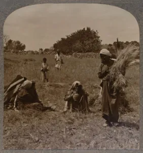 Gleaning Prints: Ruth gleaning in the Fields of Boaz, c1900