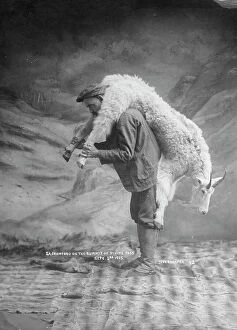 Goat Collection: S.A. Crawford carrying a goat, 1905. Creator: Case & Draper. S.A. Crawford carrying a goat, 1905