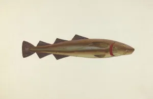 John W Kelleher Prints: Sacred Cod, 1940. Creator: John W Kelleher