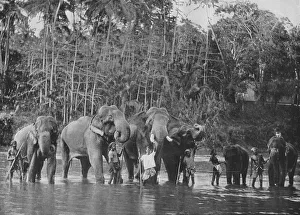 Alfred William Amandus Prints: Sacred Elephants Bathing in the Mahaweli Ganga at Katugastota