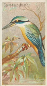 Tropical Prints: Sacred Kingfisher, from the Birds of the Tropics series (N5) for Allen &amp