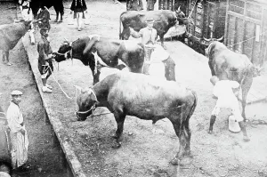 Sacred Prints: Sacred oxen for funeral, Emperor Japan, 1912. Creator: Bain News Service