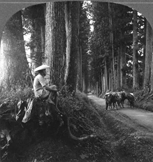 Cedar Prints: The sacred road to Nikko, Japan, 1905. Artist: BL Singley